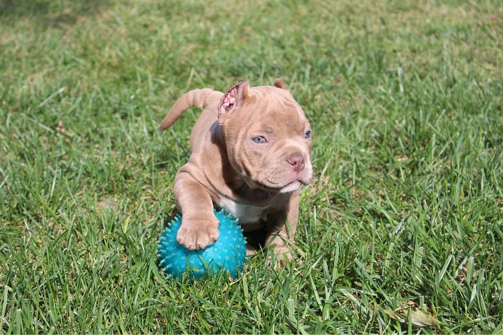 A playful puppy with a blue spiky ball on green grass.