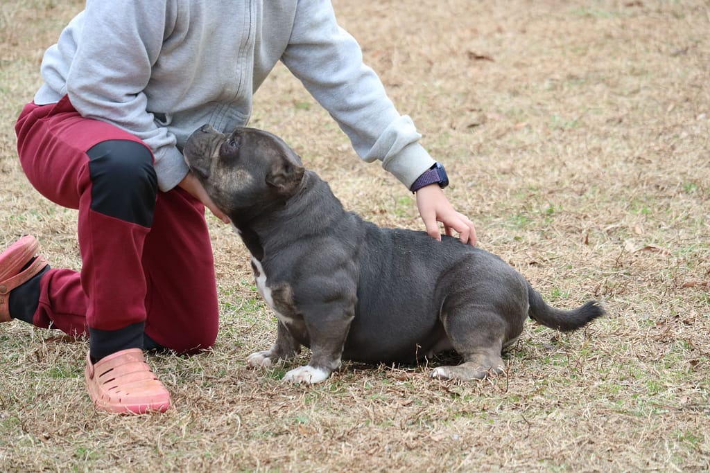 Female Micro bully named River, produced by southeast bully kennels being petted by young boy