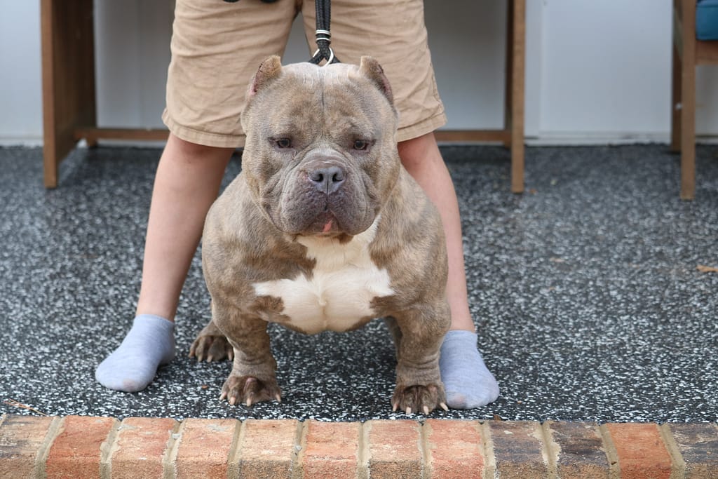 Chocolate brindle extreme‑build pocket American Bully on a porch with his teenage trainer holding the leash, displaying his massive head, thick frame, and compact bully structure.
