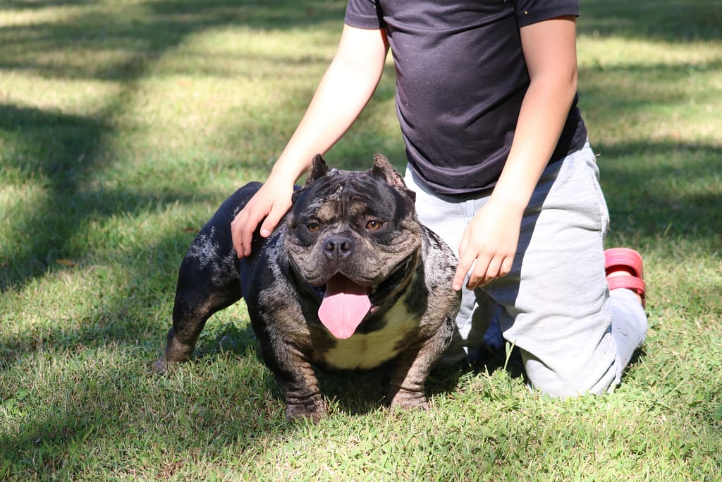 Phenom, a black merle Pocket American Bully from Southeast Bully Kennels' 10th generation breeding program, poses alongside his teenage trainer, displaying a strong bond, obedience, and excellent temperament.
