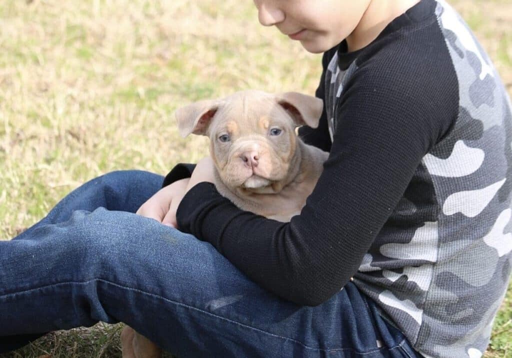 Boy in a camouflage shirt sitting on grass and holding a small tan American bully puppy during off leash training.