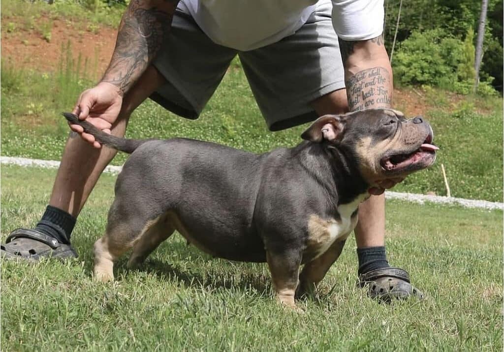 blue tri female micro bully with perfect structure