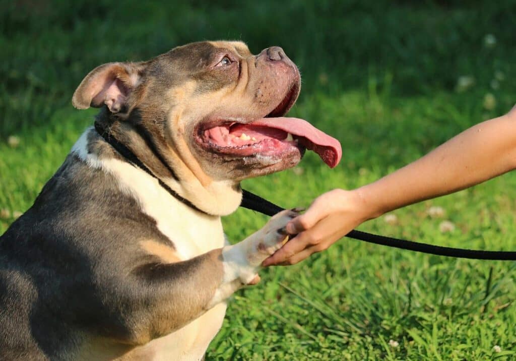 pocket bully training session