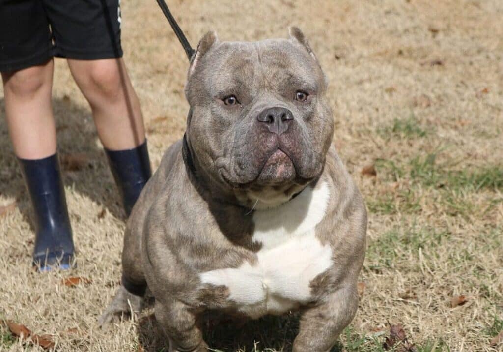 chocolate pocket bully on a leash at the trusted source for pocket and micro bullies for sale