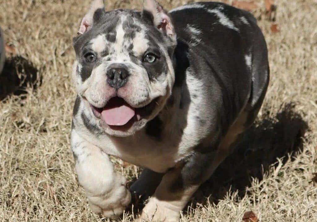 A small dog is running in the grass.