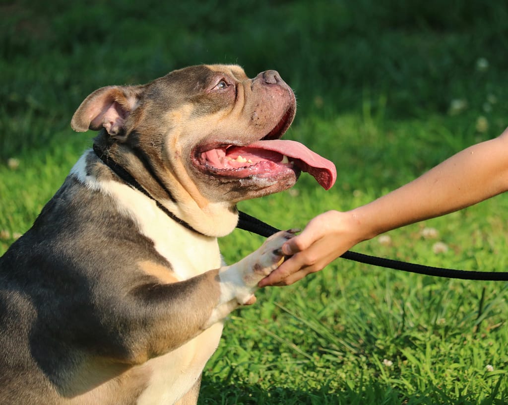 pocket bully training session