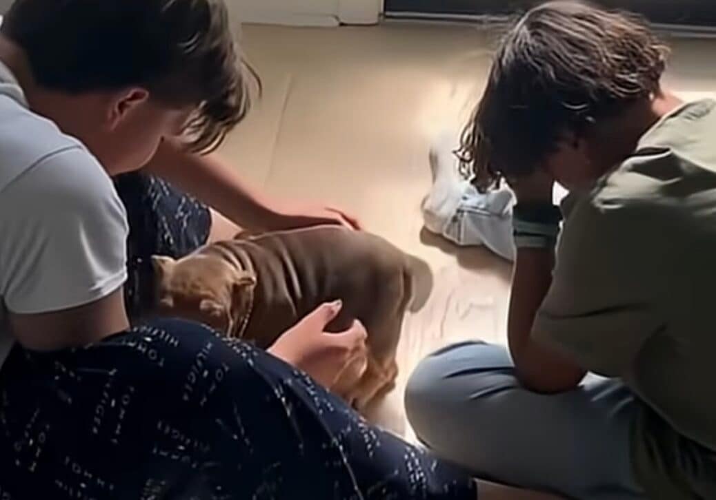 Paula and Victor’s kids sitting on the floor with their Chocolate Tri American Bully puppy from the Fresh Prince x Diva breeding after the surprise reveal.