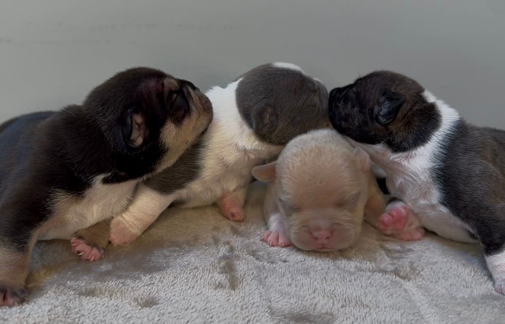 Four 1‑week‑old Micro Bully puppies from the Bad Daddy x Blonde Bombshell litter resting together.