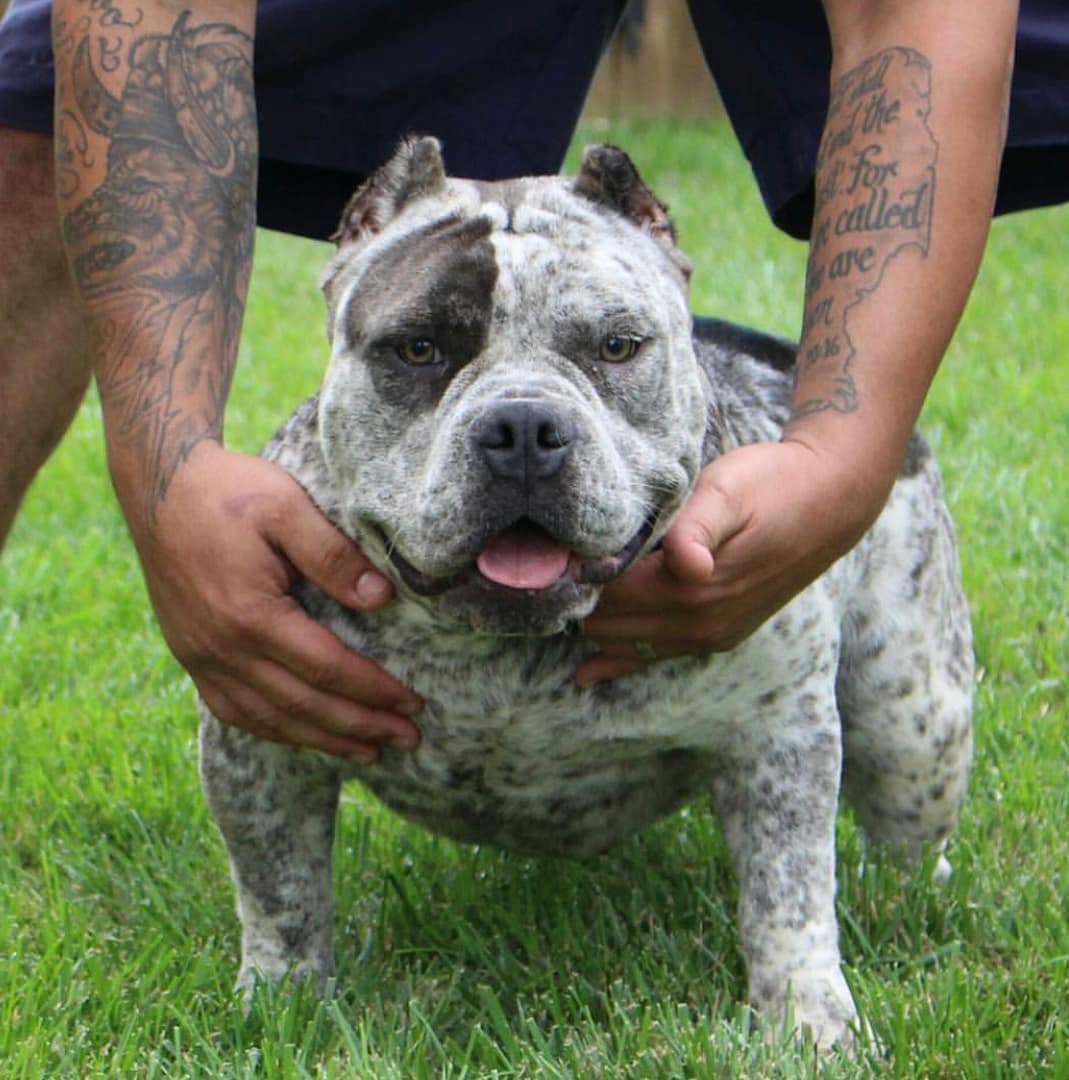 world-class merle pocket bully female being held back by a trainer at southeast bully kennels