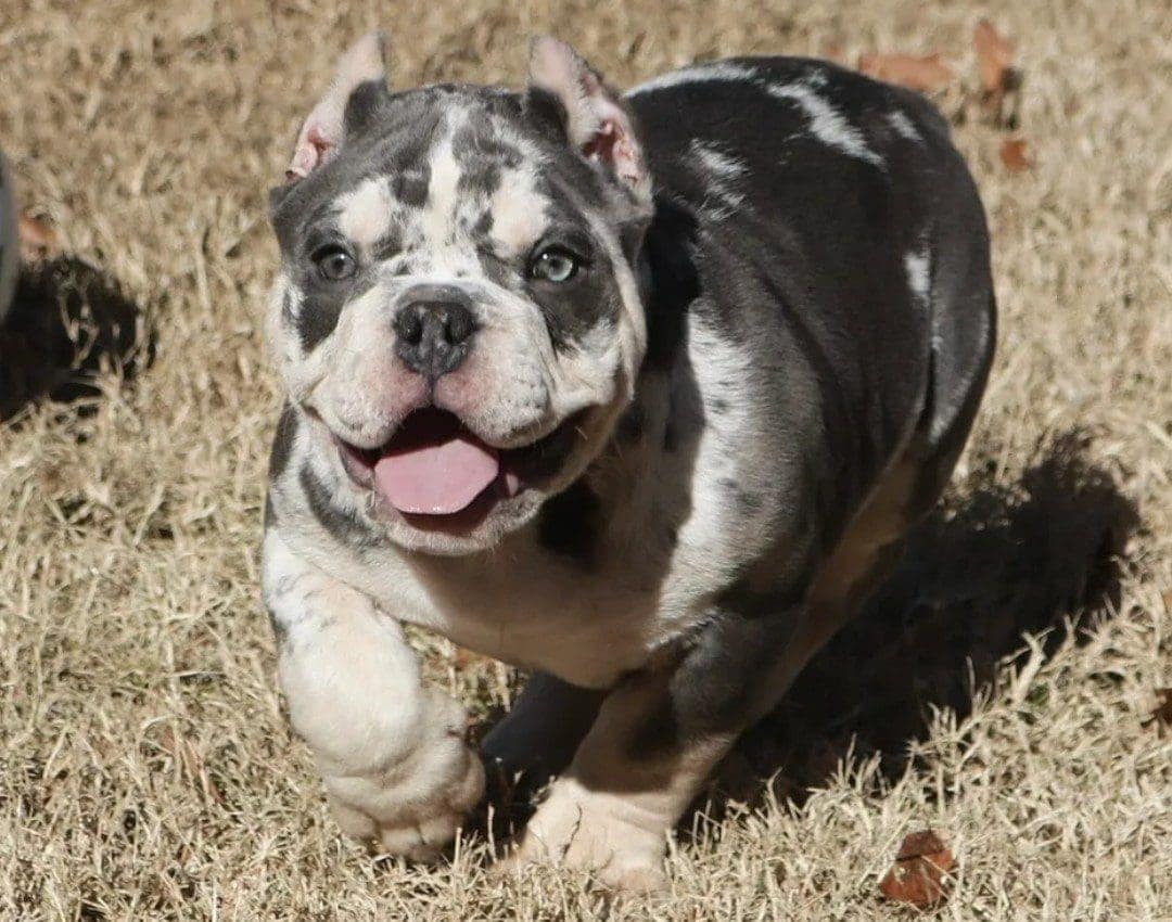 A small dog is running in the grass.