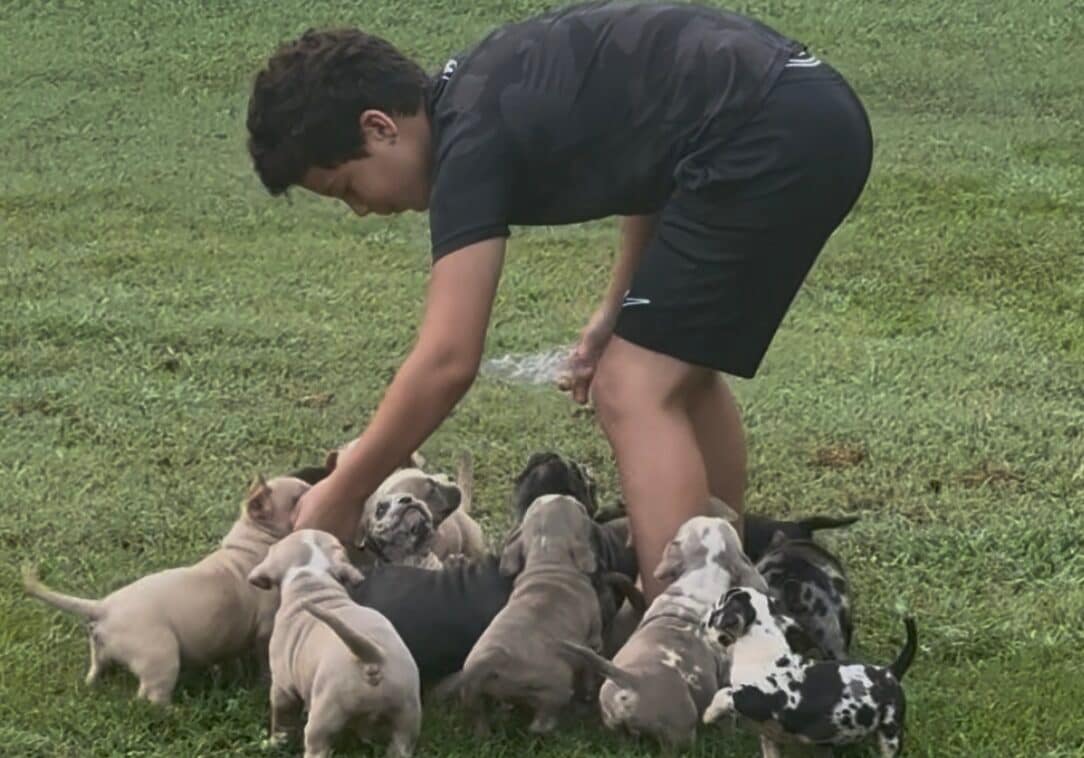 Andrew, a 12‑year‑old trainer at Southeast Bully Kennels, working calmly with a group of Pocket Bully and Micro Bully puppies as they sit around him during training, showing discipline with no jumping or overstimulation.