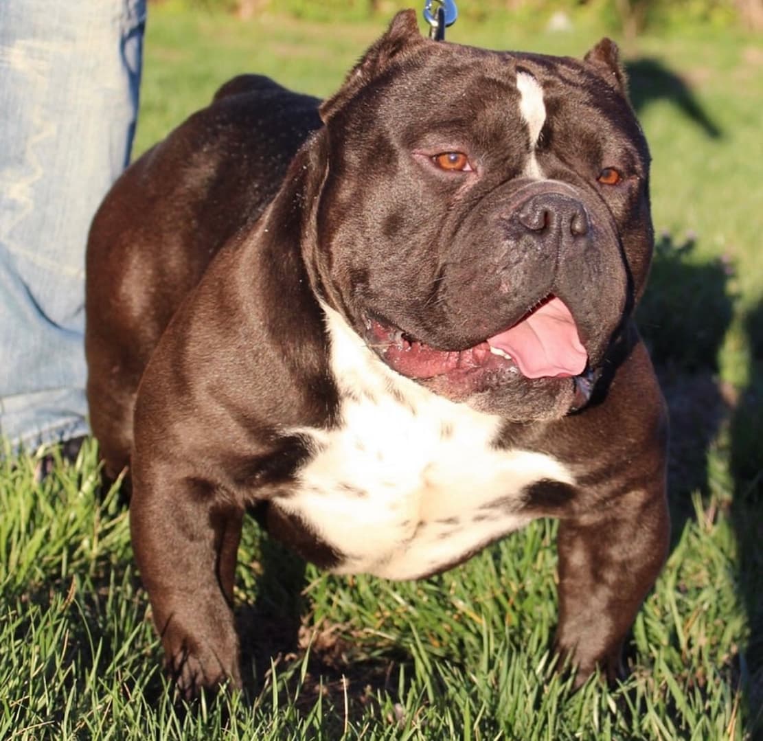 black and white extreme pocket american bully walking on a leash in the grass, produced by southeast bully kennels