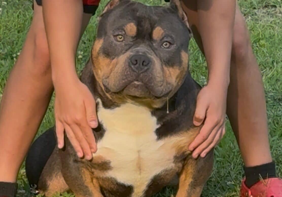 “Stainless, a 10‑month‑old blue tri extreme pocket bully, stacking confidently beside his teenage trainer at Southeast Bully Kennels. ABKC registered, health screened, world‑class quality, owned, bred, and produced in‑house.