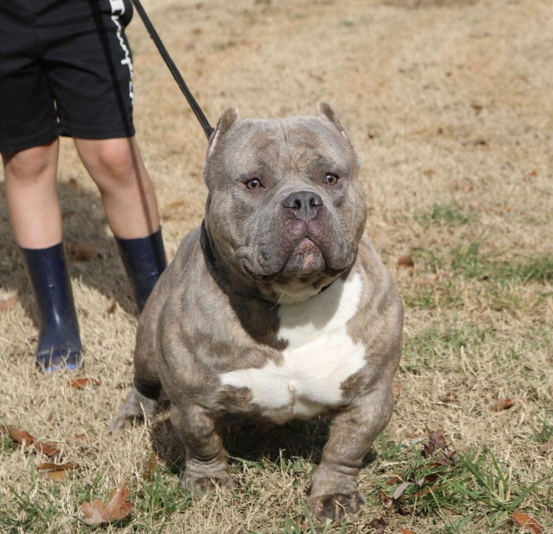 chocolate pocket bully on a leash at the trusted source for pocket and micro bullies for sale