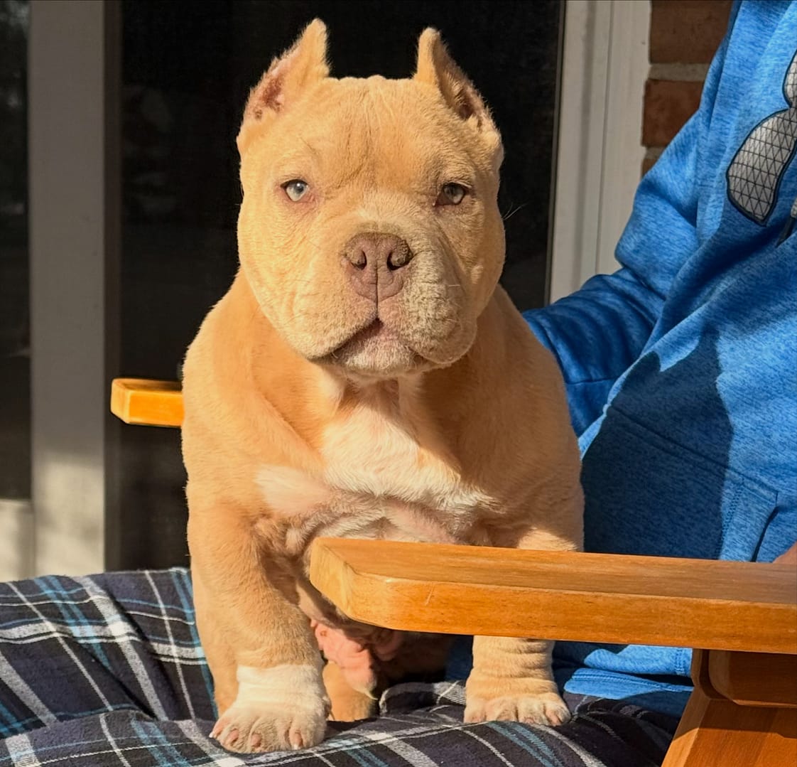 Prince Neo, a champagne pocket bully puppy with a red nose, green eyes, and a big head, sitting on Amanda’s lap during a calm training moment at Southeast Bully Kennels.