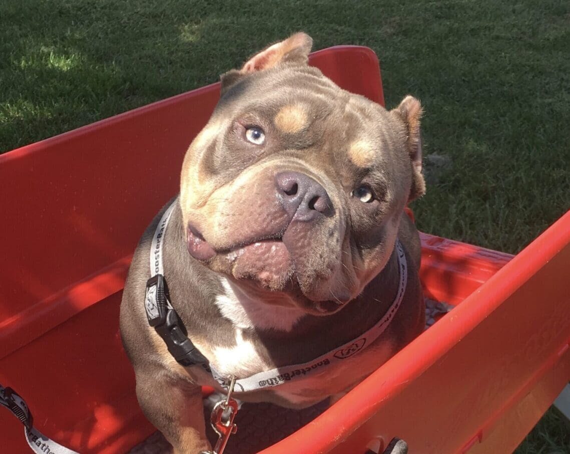 blue tri micro bully for sale in bathtub at southeast bully kennels