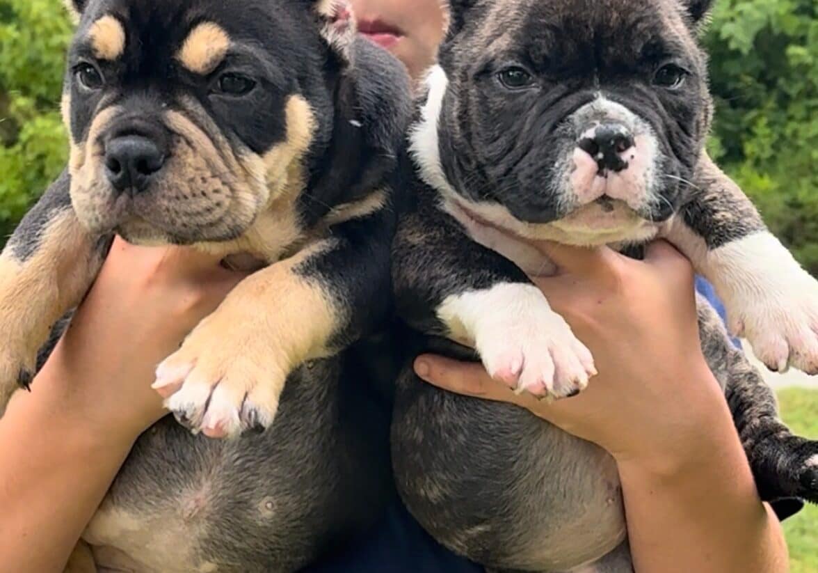 Teenage trainer at Southeast Bully Kennels holding two trained micro bully puppies together before their Texas delivery, showing calm temperament and early socialization.