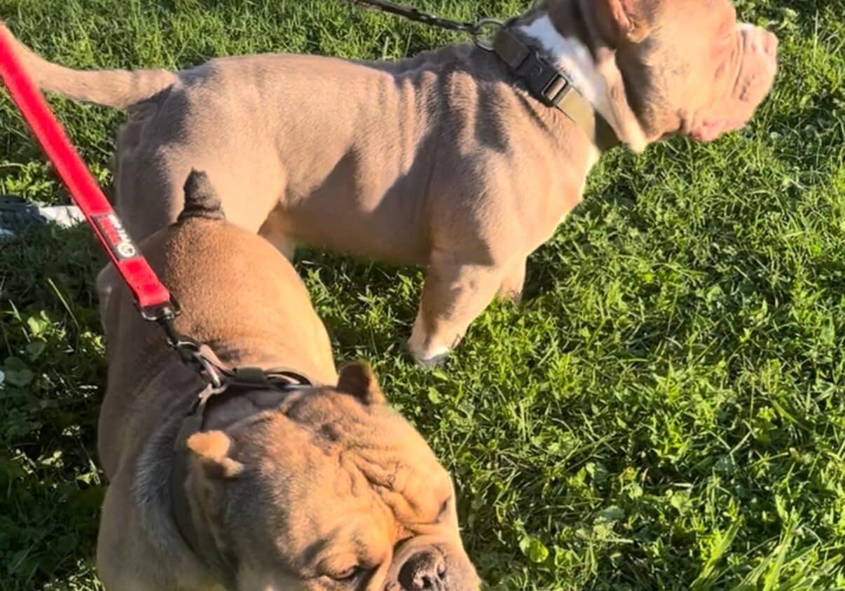 Brutus the Micro Bully and He‑Man the Pocket Bully, two Block Bloodline productions from Southeast Bully Kennels, standing side‑by‑side to show the size difference between the Micro and Pocket classes.