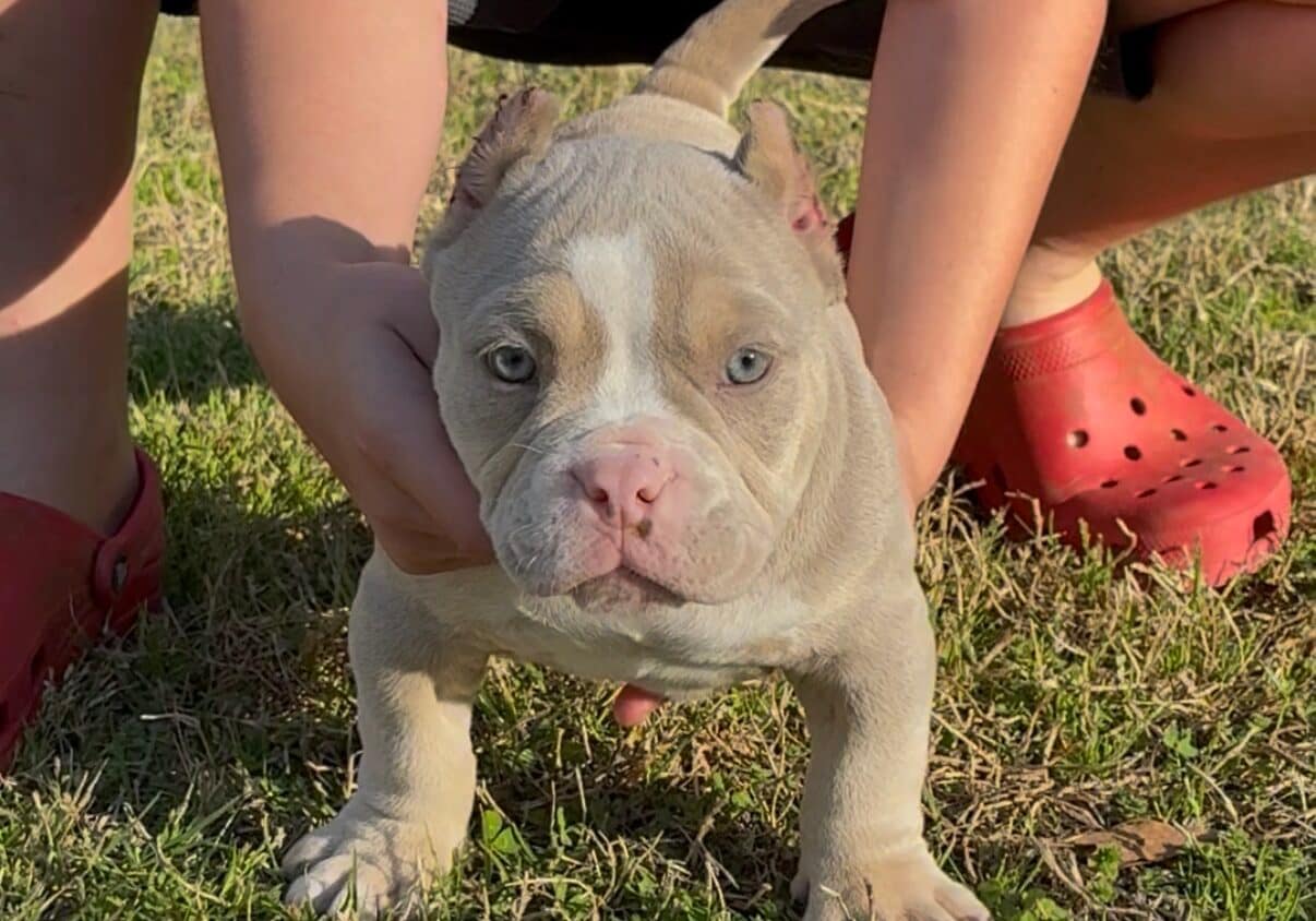 Ace, an ultra‑rare Isabella Pocket Bully male with a pink nose from the Icepick x River breeding at Southeast Bully Kennels.