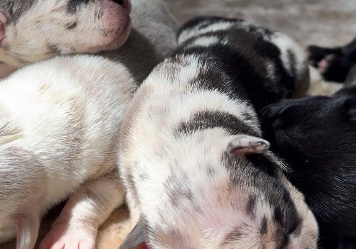 Newborn micro bully puppies from the Icepick × Coco Banks litter, including a half‑faced merle, iced blue merle, isabella merle, red nose lilac, black, and rojo, all grouped together in their whelping area.