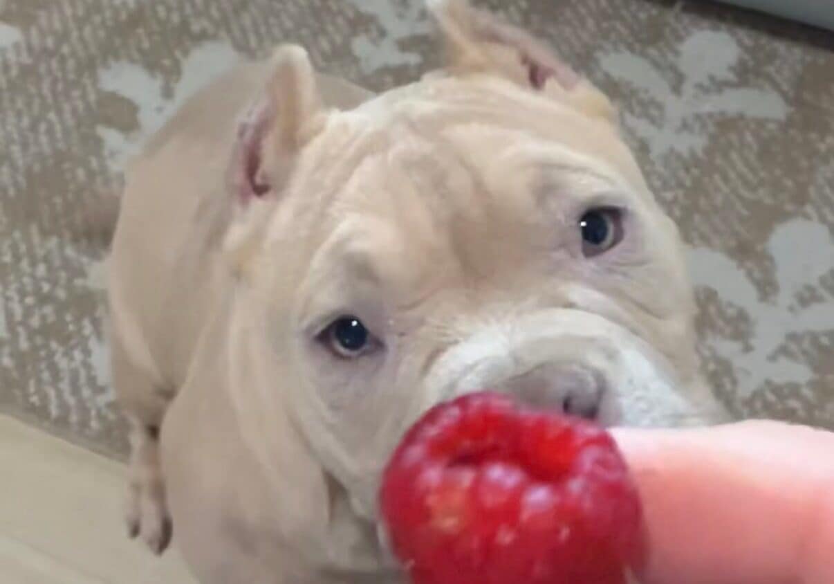 Prince Neo, a champagne-colored Pocket Bully puppy with a red nose and green eyes, sitting patiently in the kitchen with a single raspberry placed in front of him, waiting calmly for permission to take it.