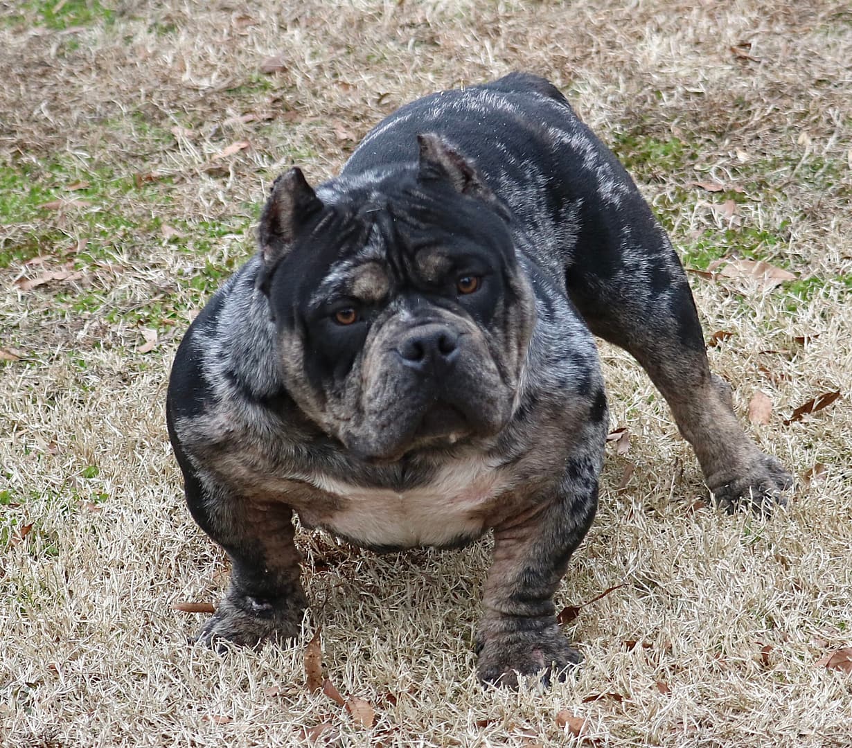 A one‑of‑a‑kind tri merle American Bully stud stands proudly in the grass, showcasing his impressive structure and striking merle pattern. Produced and owned by Southeast Bully Kennels.