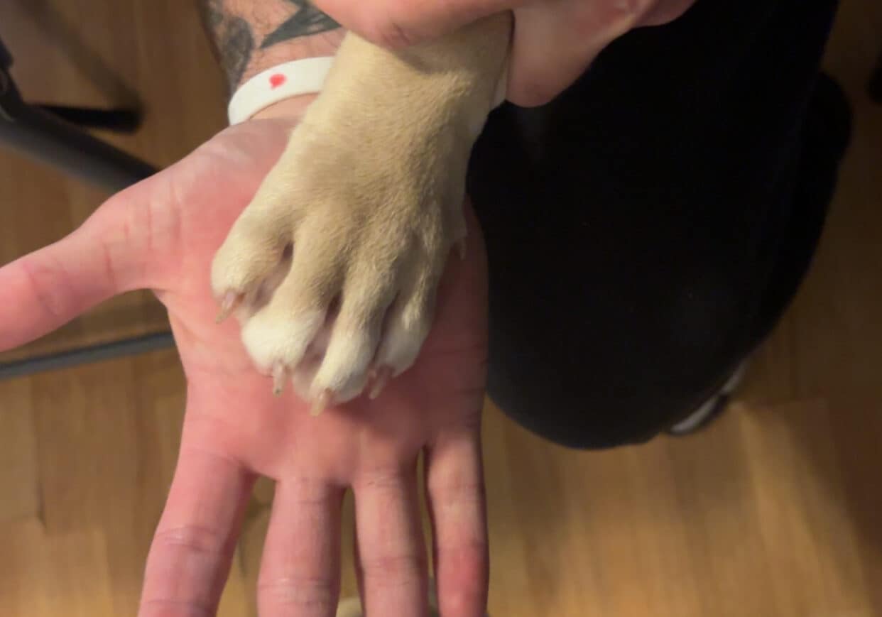 Ace the pocket bully puppy’s paw resting in Kyle’s hand, showing their gentle bond.