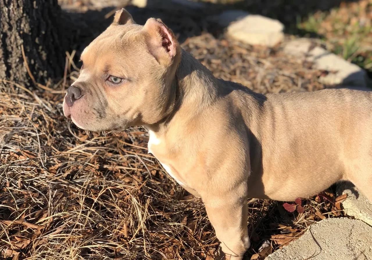 A small dog standing next to a tree.