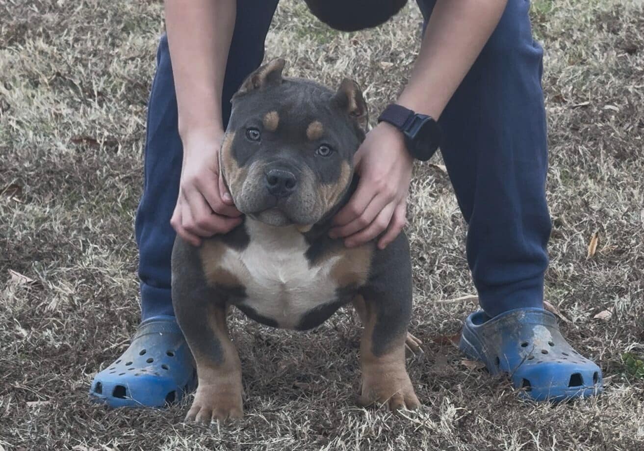 Stainless, a 4‑month‑old blue tri extreme pocket bully from Southeast Bully Kennels, stacking beside a teenage trainer during early structure training, showing wide chest, thick bone, compact frame, and confident posture