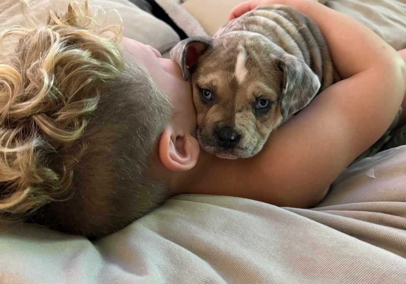 child hugging a trained pocket bully puppy on a couch above carpet