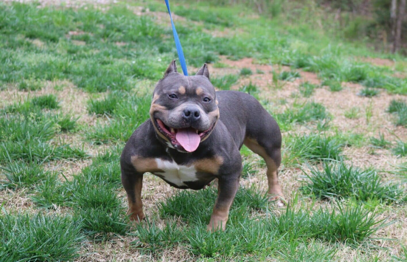 Blue tri female champion pocket American bully bloodline at southeast bully kennels