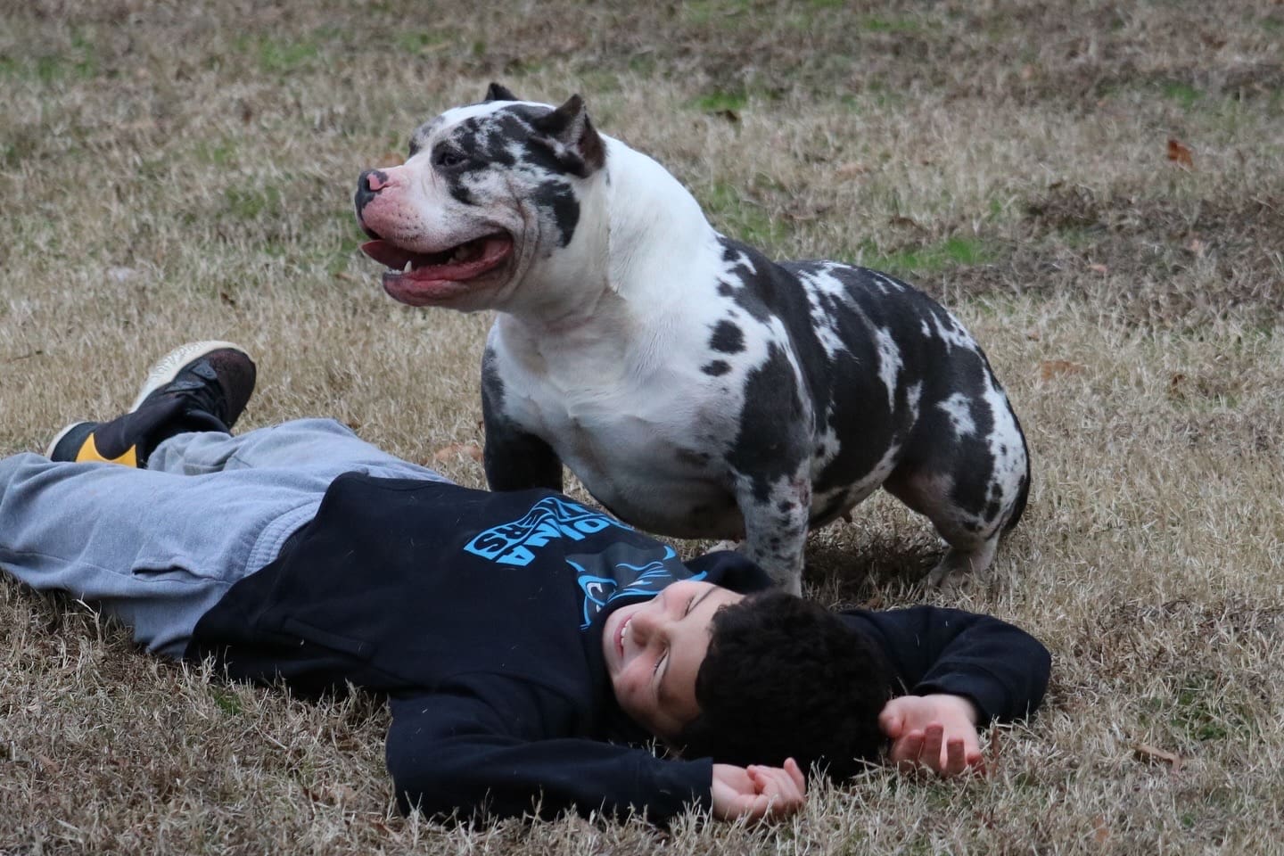 A grown merle female pocket bully named Dory, produced by Southeast Bully Kennels, stands calmly while a young boy lies on the ground in front of her. Dory leans toward him with a gentle, loving expression, showing their close bond.