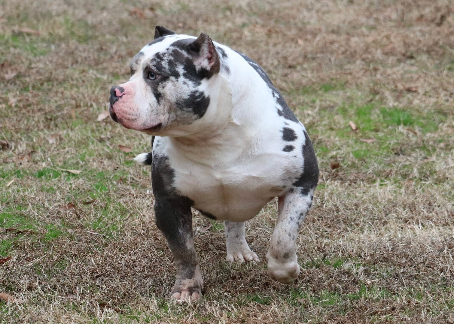 blue merle adult pocket bully female walking in the grass at southeast bully kennels