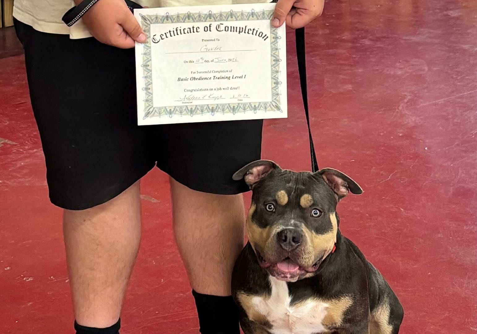 Blue Tri Pocket Bully named Gunder proudly posing with his advanced training certificate at eight months old, produced by Southeast Bully Kennels.