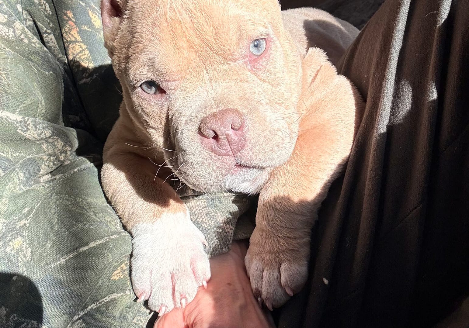 Neo, a champagne pocket bully with a red nose and green eyes in Massachusetts from Southeast Bully Kennels