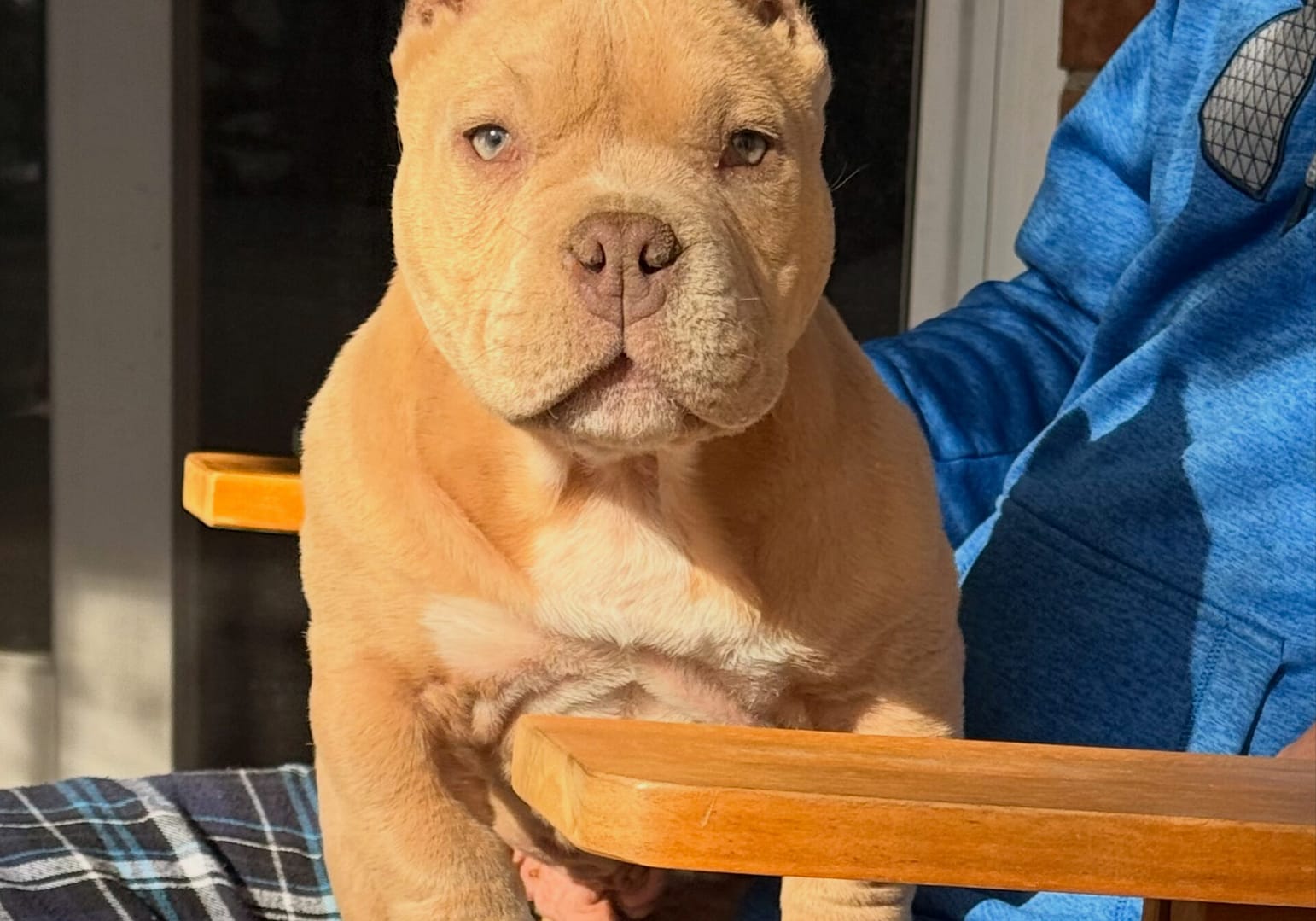 Prince Neo, a champagne pocket bully puppy with a red nose, green eyes, and a big head, sitting on Amanda’s lap during a calm training moment at Southeast Bully Kennels.