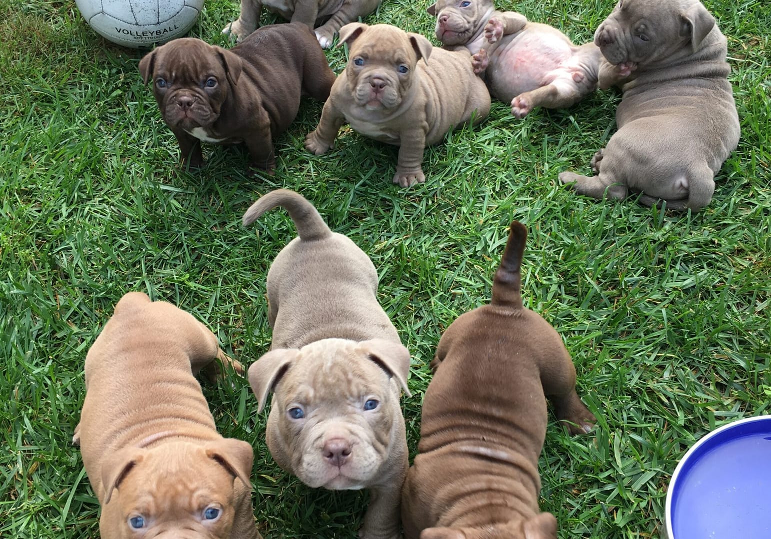 Group of Southeast Bully Kennels pocket bully puppies playing on the grass during early communication training, responding to the same clicking‑sound techniques used in our deaf‑community dog training foundation.