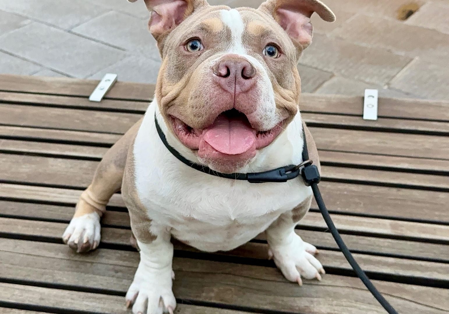 six-month-old American bully puppy out for a walk on a fall day