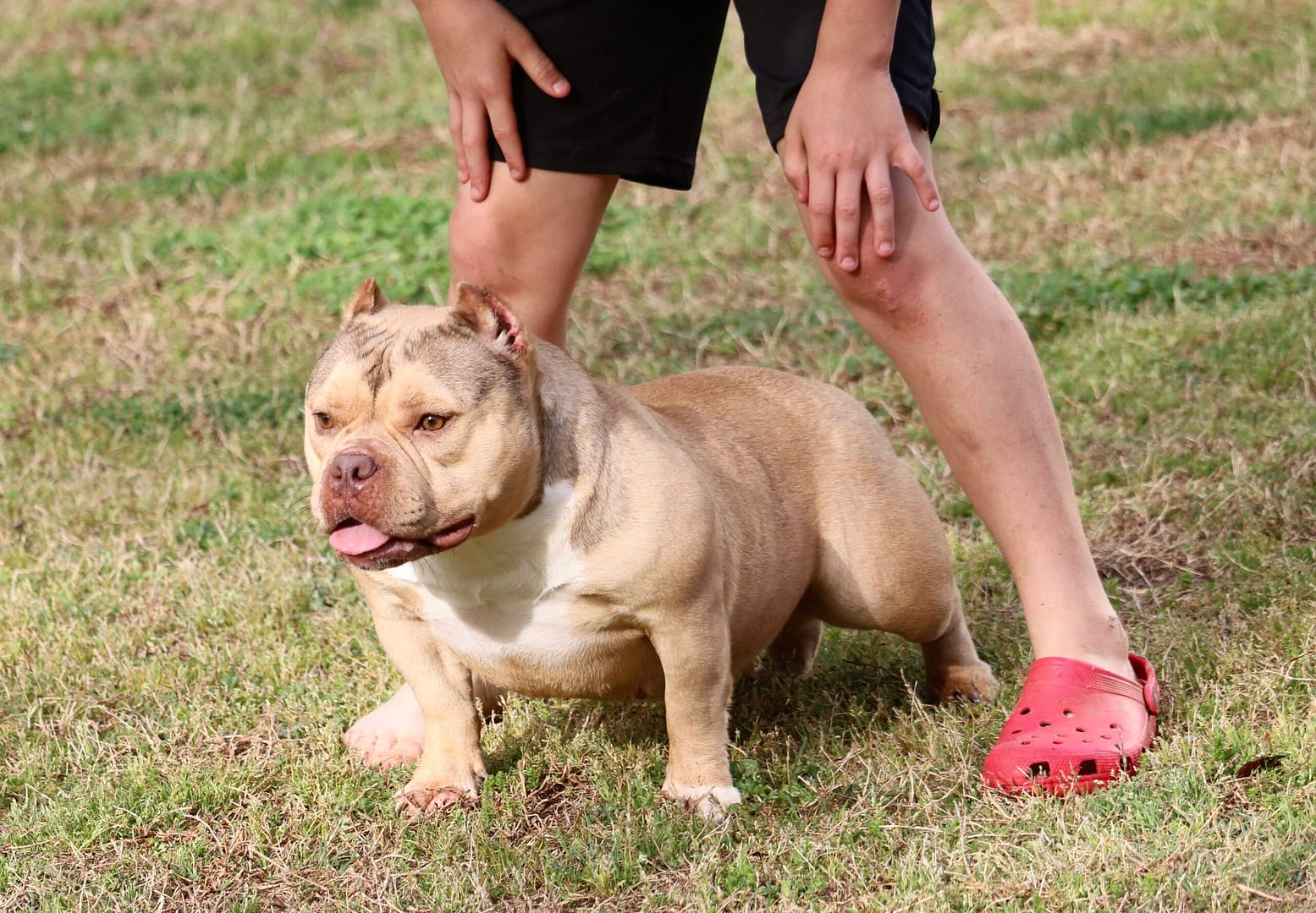 A blonde female micro bully with a red nose and a striking green eye, produced and owned by Southeast Bully Kennels, stands calmly beside a teenage trainer during a training session.