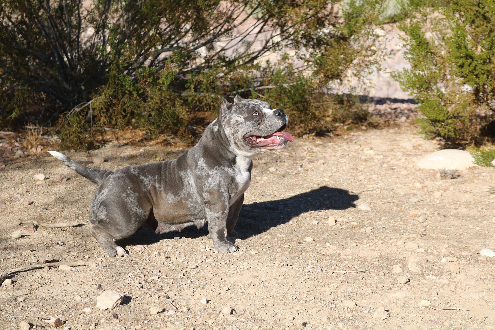 merle micro bully female showing off her perfect structure, produced by southeast bully kennels