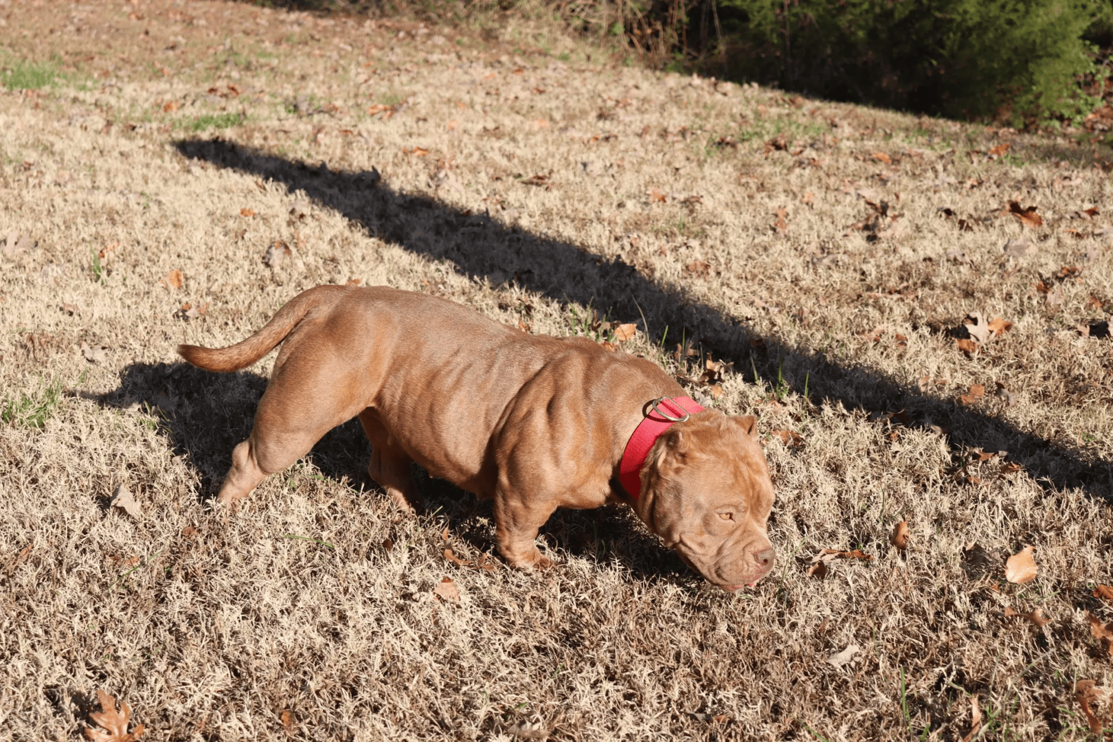 muscular micro bully for sale with a red collar on smelling the ground