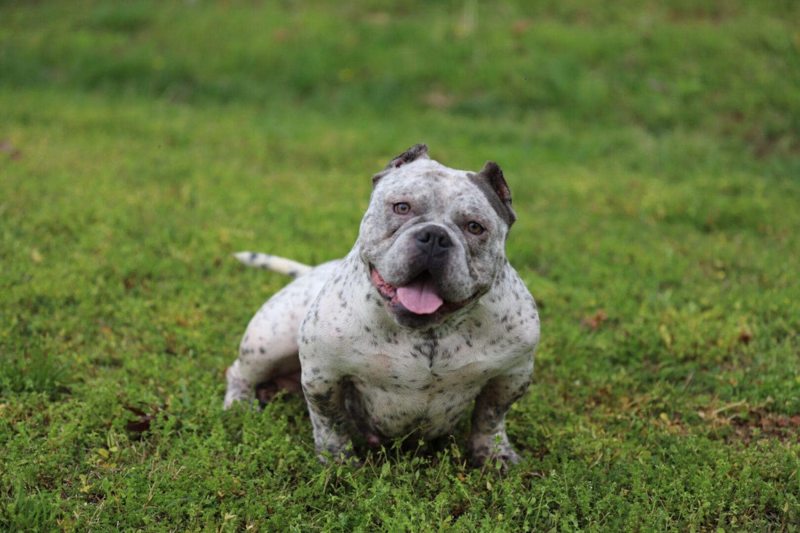 rare colored micro bully female for sale