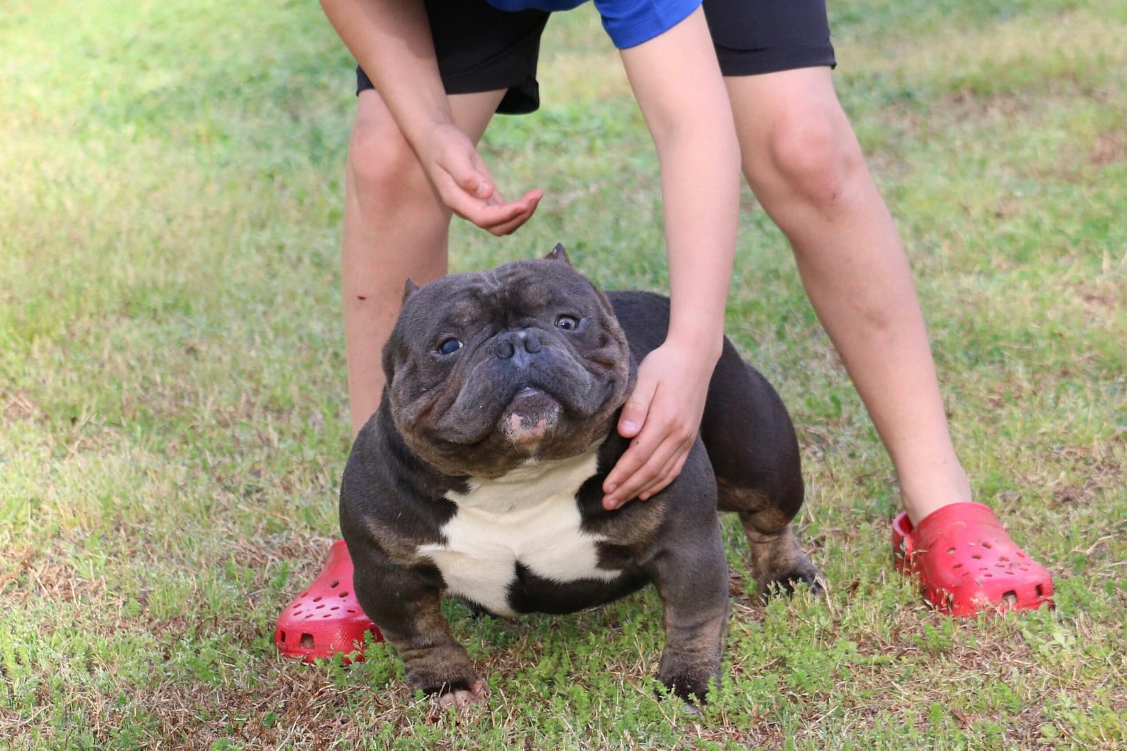 A ghost tri micro bully named Bad Daddy, produced and owned by Southeast Bully Kennels, stands beside a teenage trainer in the same outdoor training setting, showing off his compact frame and confident posture.