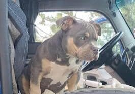 American bully puppy from Southeast bully kennels riding with a trucker