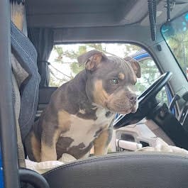 American bully puppy from Southeast bully kennels riding with a trucker