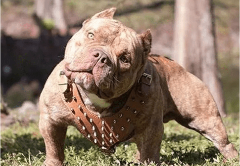 extreme American bully for sale at southeast bully kennels
