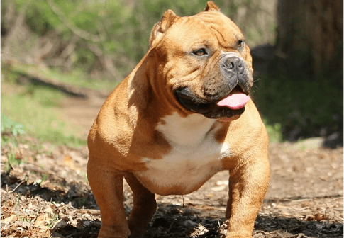 top pocket bully stud at Landsford canal state park