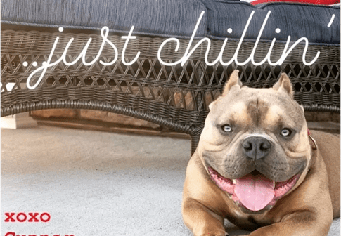 Top Pocket American bully for sale on the back deck