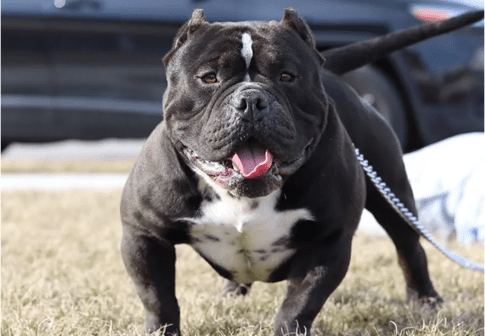 black pocket bully for sale on a leash at a dog show