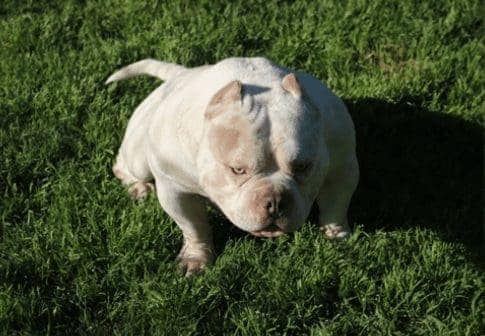 Top American bully stud during sundown in Texas